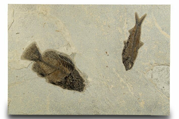 Multiple Fossil Fish (Priscacara & Knightia) Plate - Wyoming #328088